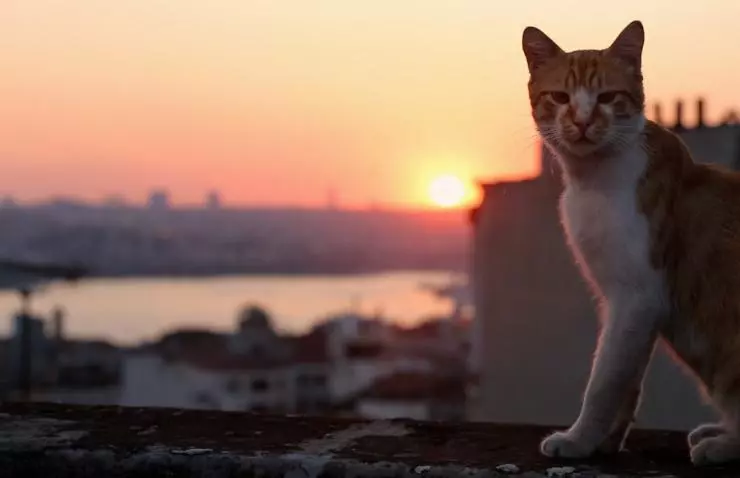 Кадр из Город кошек (2016) Кадр из Город кошек (2016)