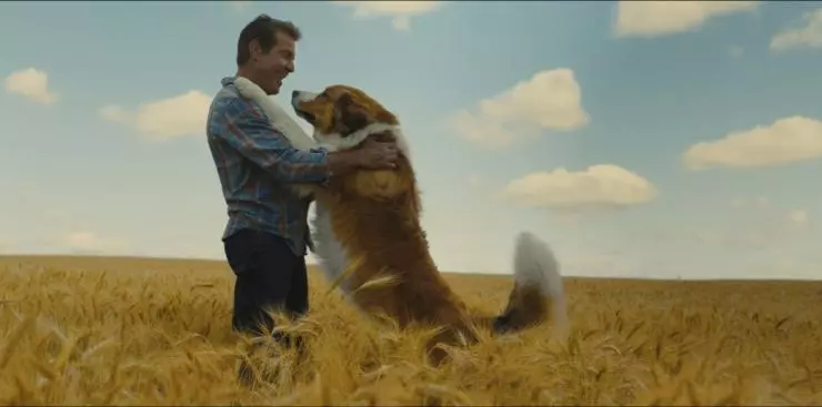 Кадр из Собачья жизнь 2 (2019) Кадр из Собачья жизнь 2 (2019)