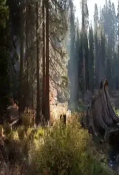 Кадр из Национальный парк Секвойя (2014) Кадр из Национальный парк Секвойя (2014)