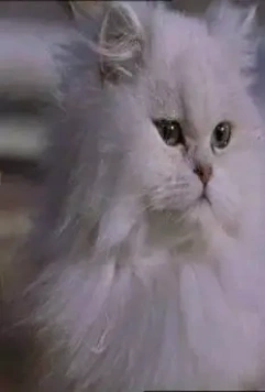 Кадр из Леди-кошка (2001) Кадр из Леди-кошка (2001)