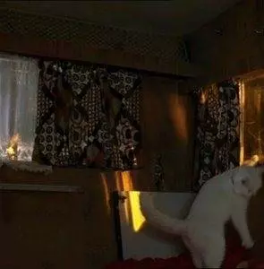 Кадр из Леди-кошка (2001) Кадр из Леди-кошка (2001)