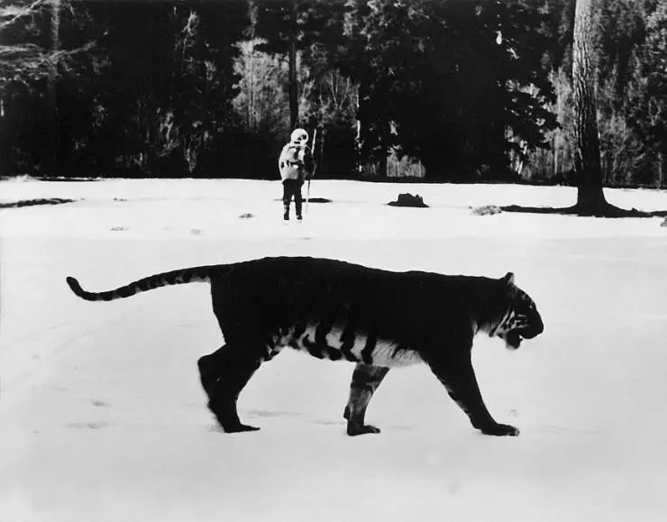 Кадр из По следу властелина (1979) Кадр из По следу властелина (1979)