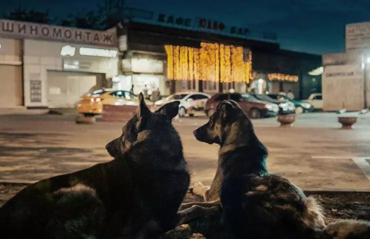 Кадр из Космические собаки (2019) Кадр из Космические собаки (2019)