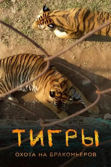Тигры: Охота на браконьеров / Tigers: Hunting the Traffickers (2020)