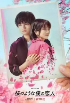 Моя любимая словно цветок сакуры / My Lover, Like Cherry Blossoms (2022)
