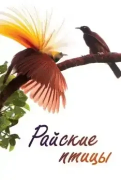 Райские птицы / Birds of Paradise (2014)