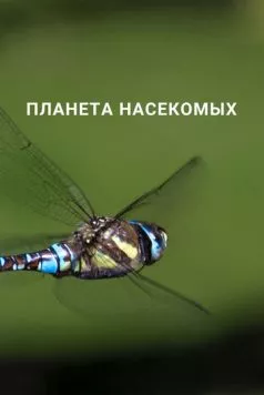 Планета насекомых (2022)