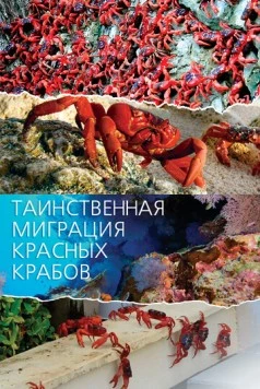Таинственная миграция красных крабов / Mystery Migration: Red Crabs of Christmas Island (2020)