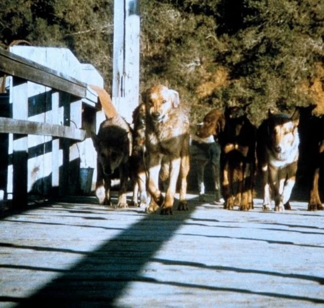Кадр из Стая (1977) Кадр из Стая (1977)