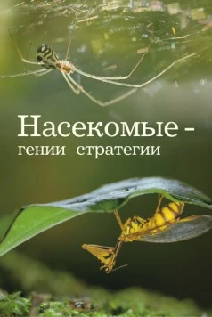 Насекомые - гении стратегии / Insects, Geniuses of Strategy (2021)