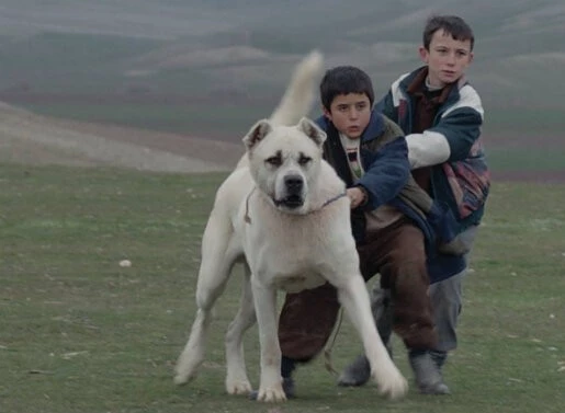 Кадр из Сивас (2014) Кадр из Сивас (2014)