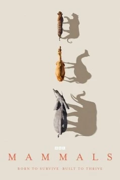 Млекопитающие / Mammals (2024)