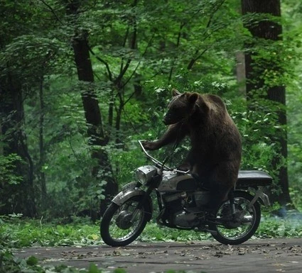 Кадр из Медведь (2011) Кадр из Медведь (2011)