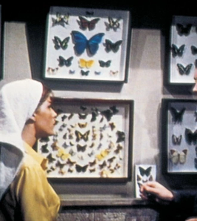 Кадр из Коллекционер (1965) Кадр из Коллекционер (1965)