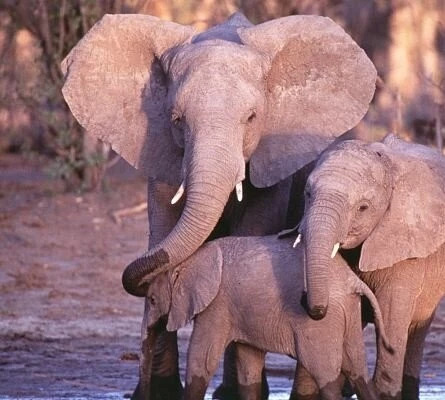 Кадр из Приключения слона (2000) Кадр из Приключения слона (2000)