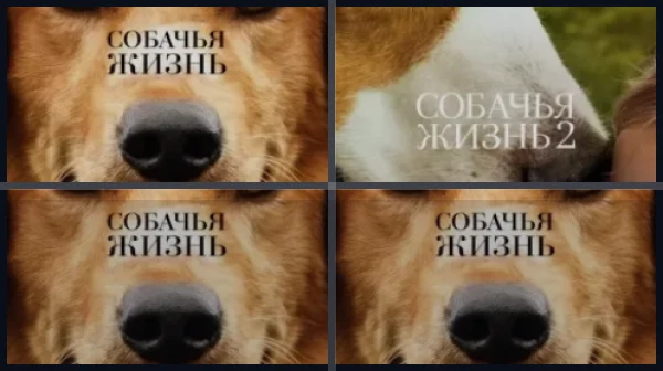 Собачья жизнь